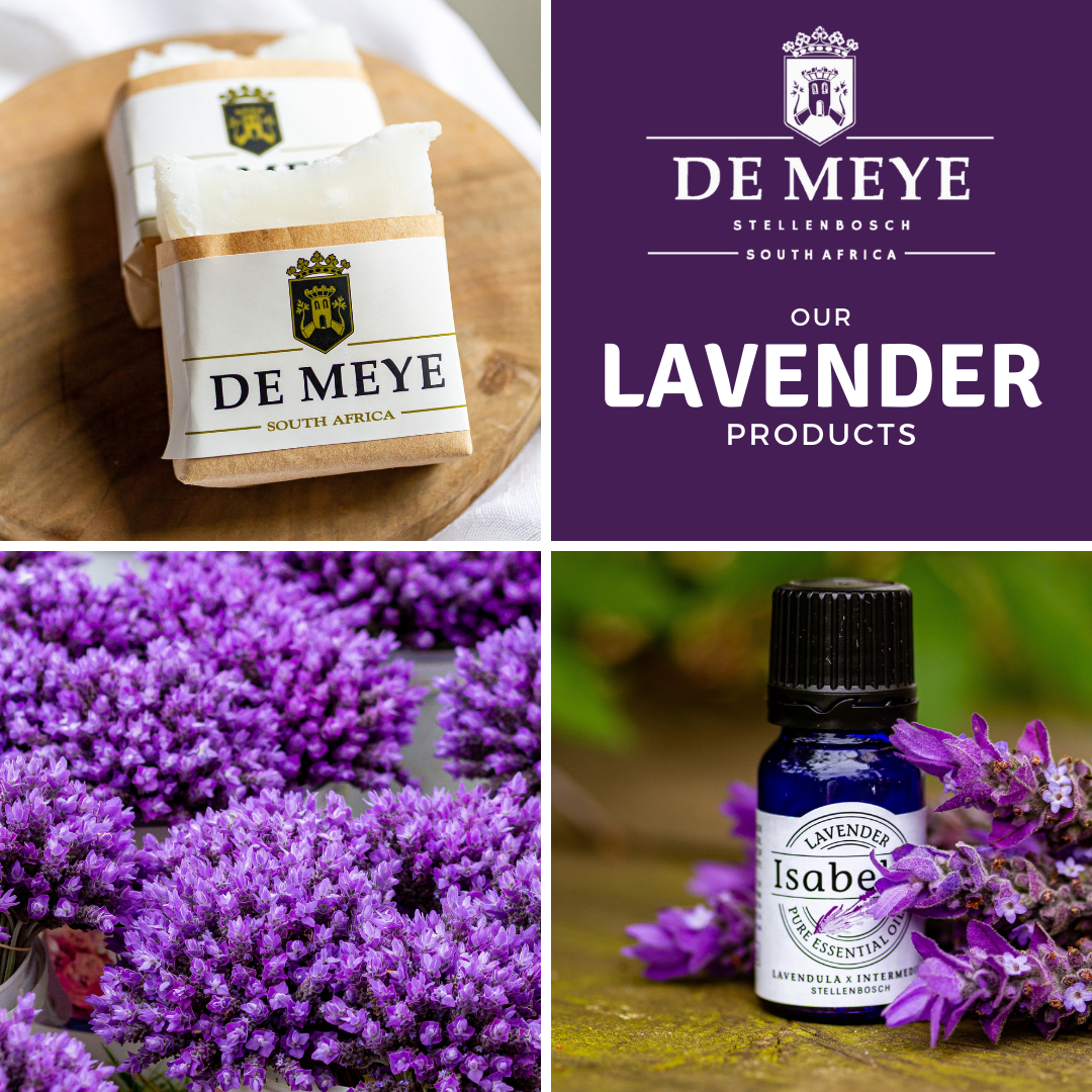 DE MEYE LAVENDER DE MEYE LAVENDER