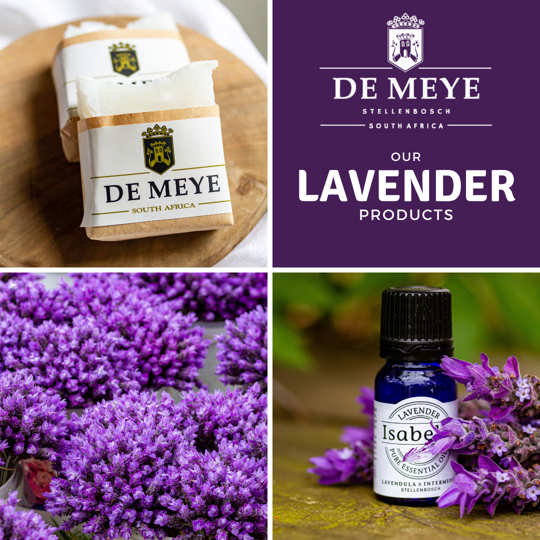 DE MEYE LAVENDER